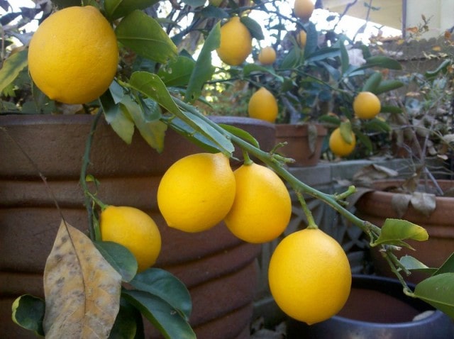 Lemon in container