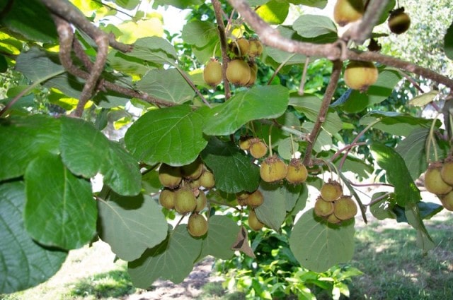 kiwi plant