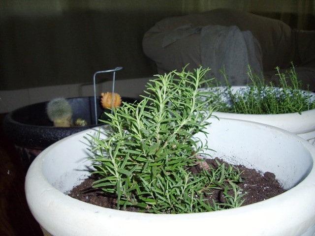 rosemary in pot