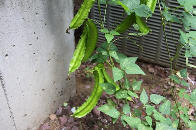 Winged bean