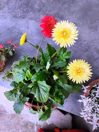 How to keep gerbera daisies alive in a vase