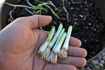 How to grow green onions from store-bought onions?