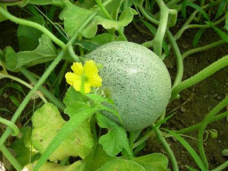 How to grow cantaloupe from store bought fruit