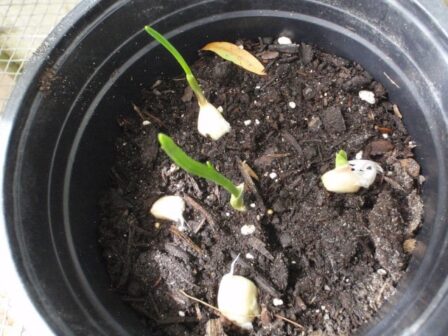 How to grow garlic from store bought?