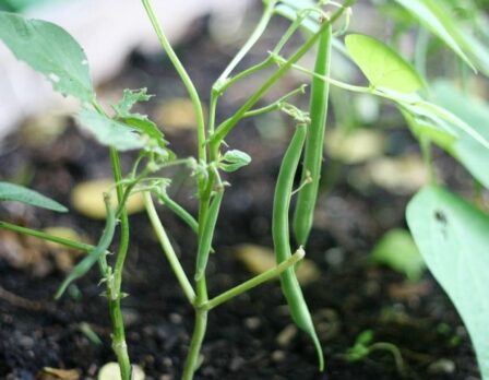 How to grow pinto beans in a container