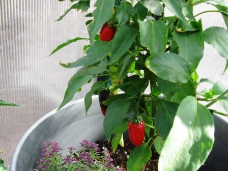 How to grow jalapenos from store-bought peppers?