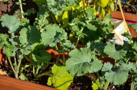 How to grow kale from store-bought kale