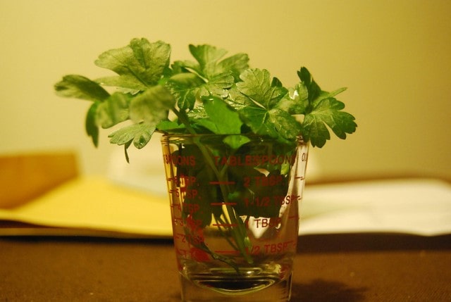 How to grow parsley from store-bought parsley