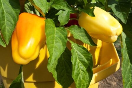 Growing Bell Pepper from Store-Bought Scraps: A Comprehensive Guide