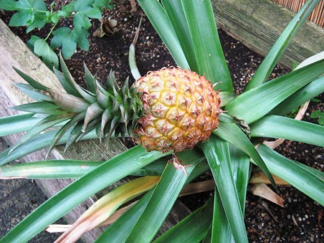How to Regrow Pineapple Top?