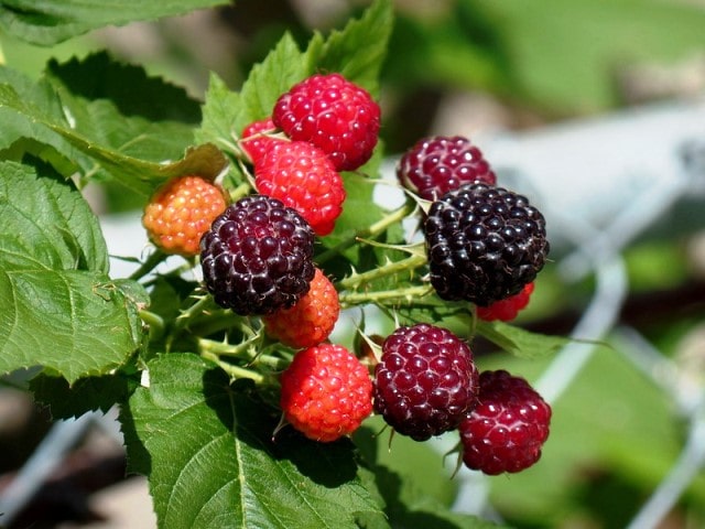 How to grow raspberries from store-bought fruit?