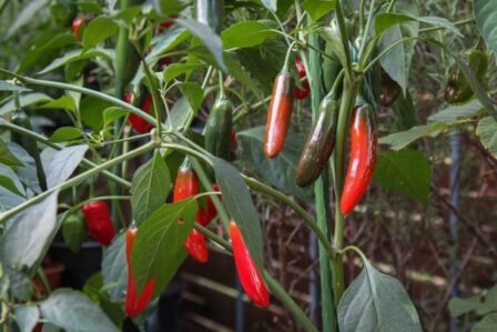 How to grow serrano peppers from store bought serrano peppers