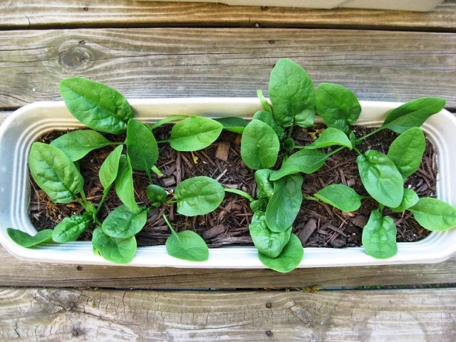 Cultivating Green Delight: 8 Tips for Growing Spinach Indoors