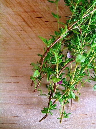 thyme cuttings 