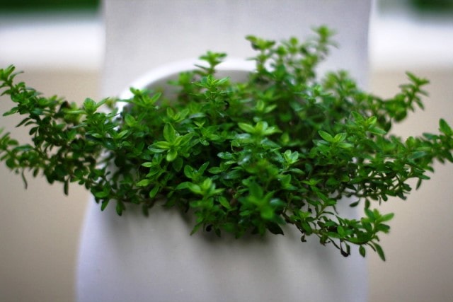 thyme in pot