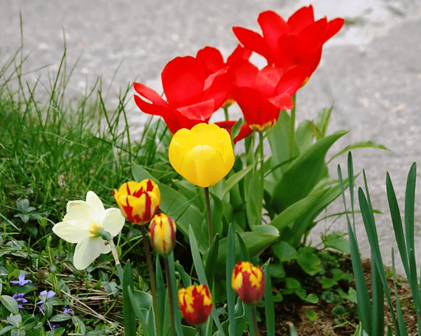 How to grow tulips from store-bought flowers