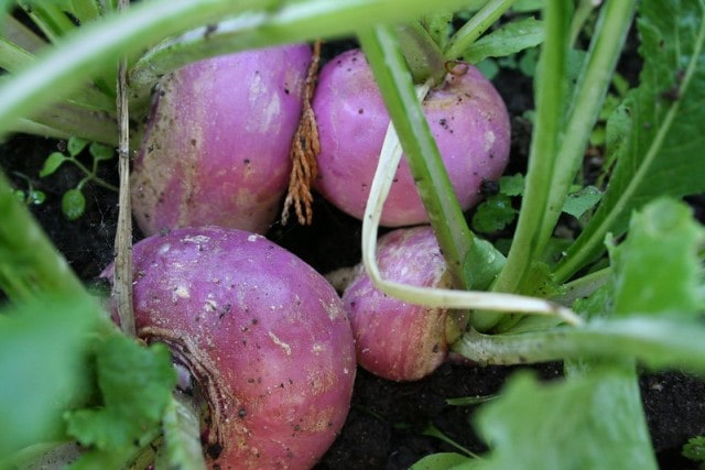 Growing Turnips from Store-Bought Produce: A Comprehensive Guide for Gardeners