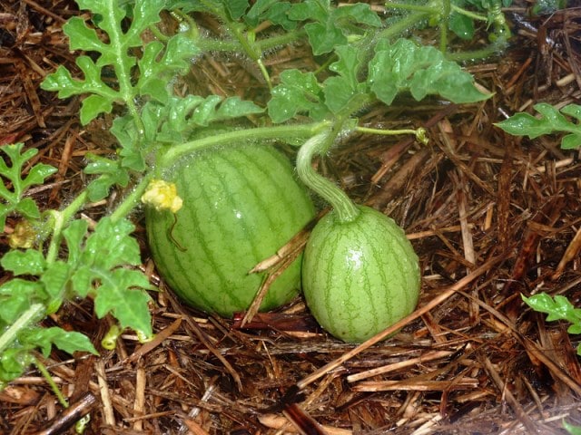 Growing Watermelon from Store-Bought Fruit: An Organic Gardener’s Guide