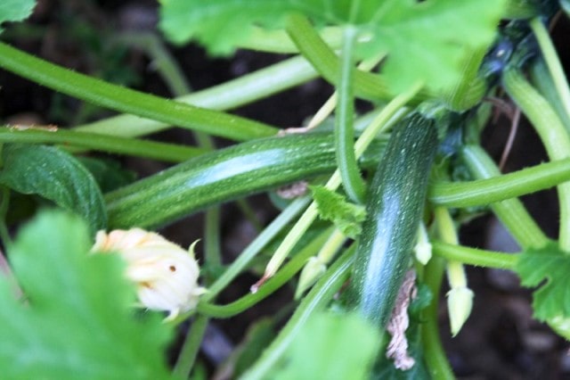 How to grow zucchini from store bought zucchini?