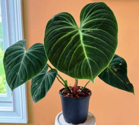 How to Propagate Philodendron El Choco Red?