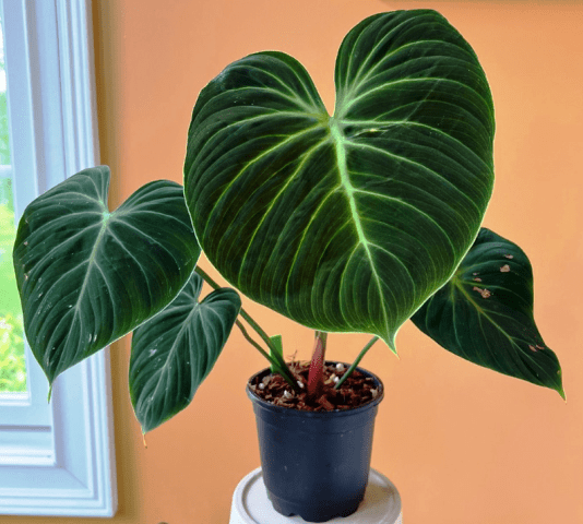 Philodendron El Choco Red