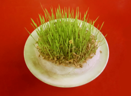 Can you grow rice from store bought rice?