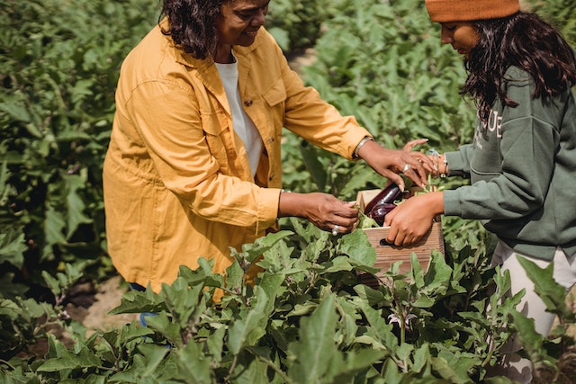 Increase Egg Plant Yield