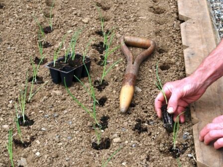 grow green onions from the seeds