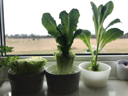 How to grow romaine lettuce from stalk?