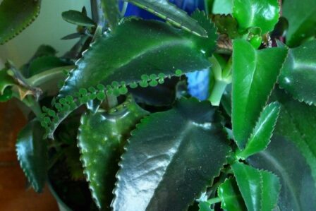 Mother of thousands plant care and propagation