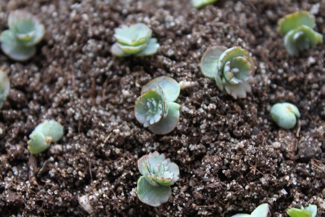 Mother of thousands propagation