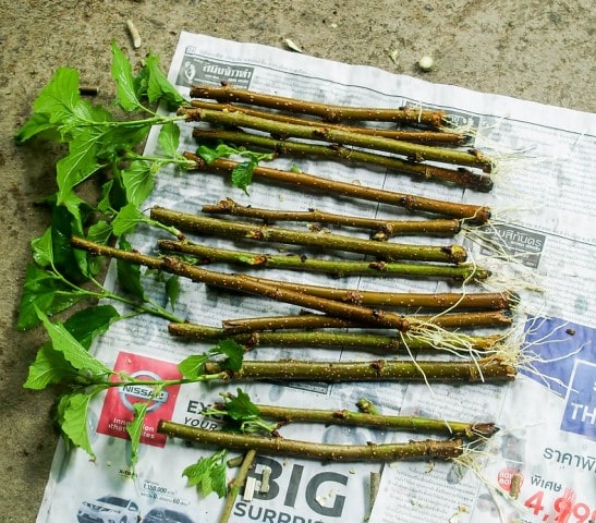 Mulberry Cuttings