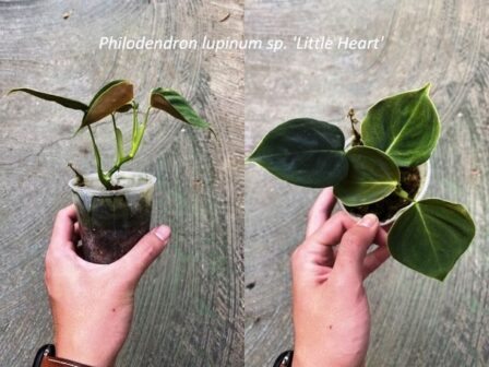 Philodendron lupinum propagation