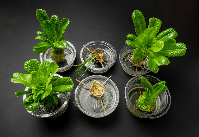 romaine lettuce in water