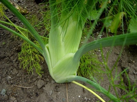 fennel