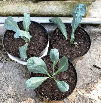 kale cutting planting