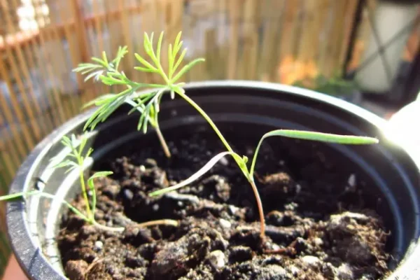 How to grow dill from store bought