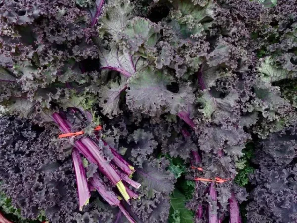 When And How To Harvest Purple Kale