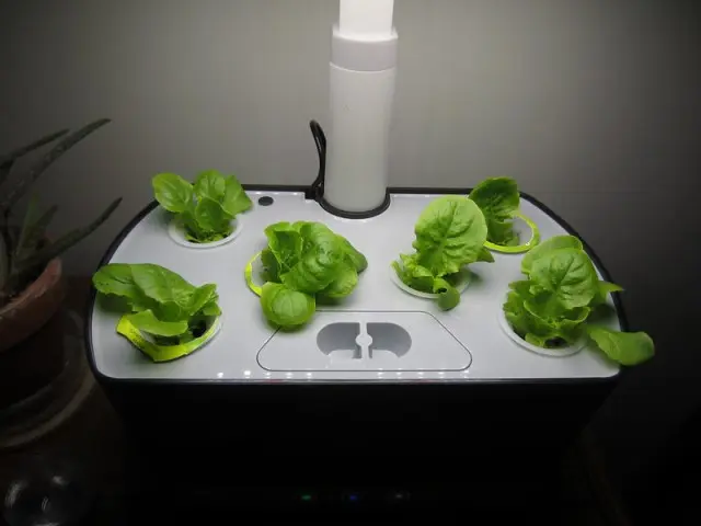 How to harvest lettuce from Aerogarden