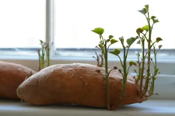 A Beginner’s Guide: Growing Sweet Potatoes from Store-Bought Tubers