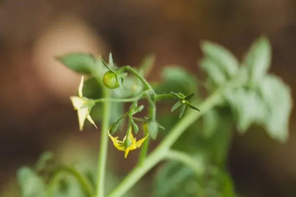 How to Tell if a Tomato Flower is Pollinated