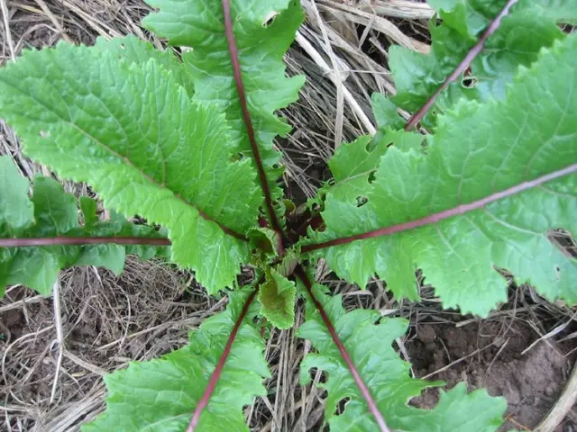 Turnips plant