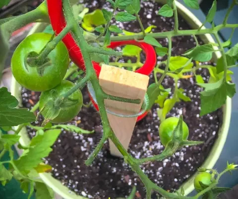 How to Stake Cherry Tomatoes in Pots: A Comprehensive Guide