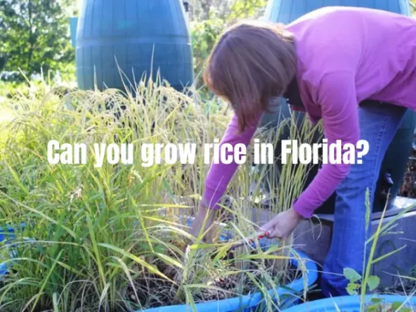 Can you grow rice in Florida?