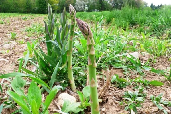 5 Bad companion plants for asparagus