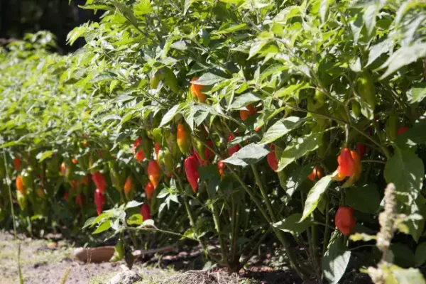 What are good companion plants for peppers?