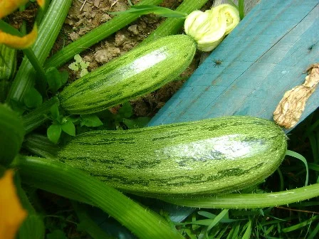 What are good companion plants for squash?