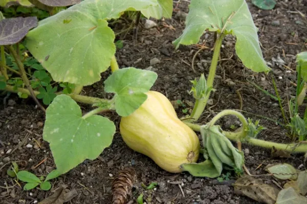 6 Signs That Summer Squash Is Ready to Harvest