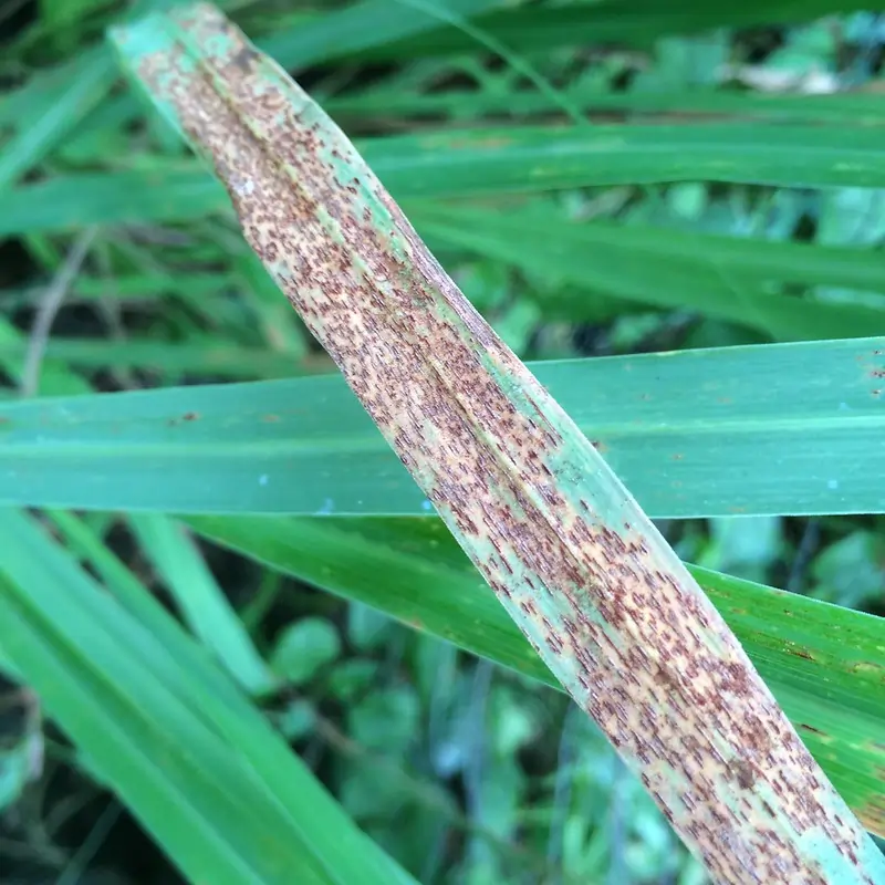 rust on lemongrass