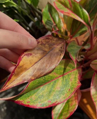 Brown Tips on Aglaonema Lipstick